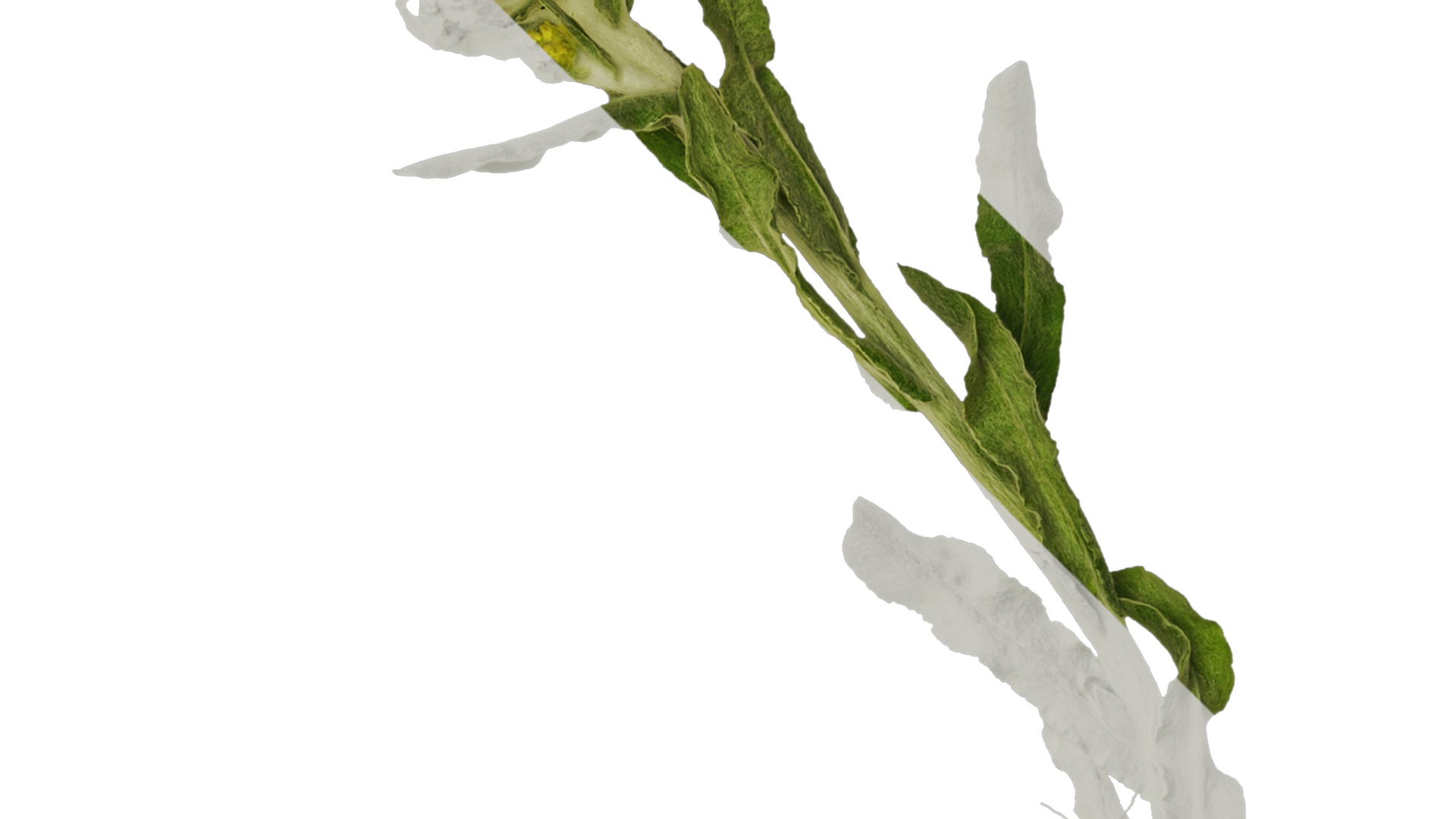 Anydrafts Gnaphalium affine Atlas 01 Texture_2