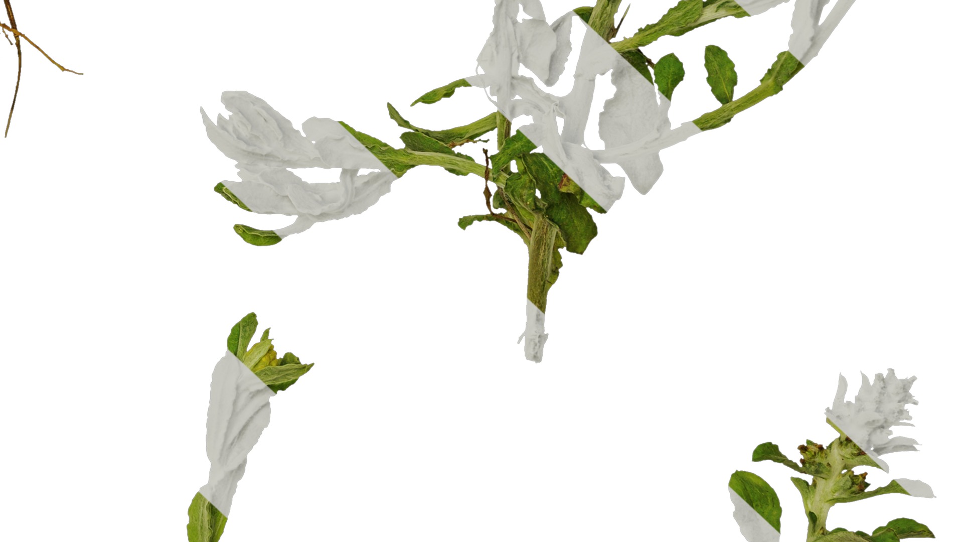 Anydrafts Gnaphalium affine Atlas 01 Texture_6