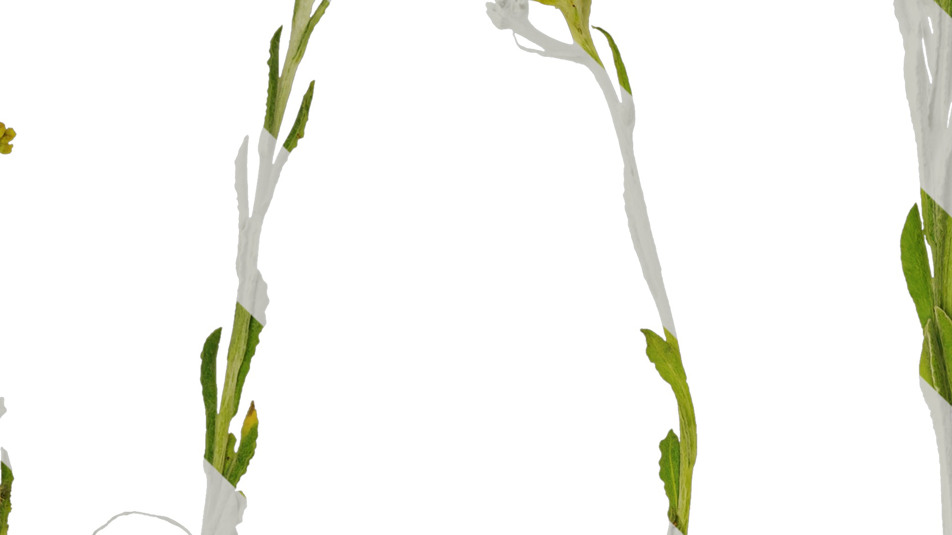 Anydrafts Gnaphalium affine Atlas 01 Texture_1