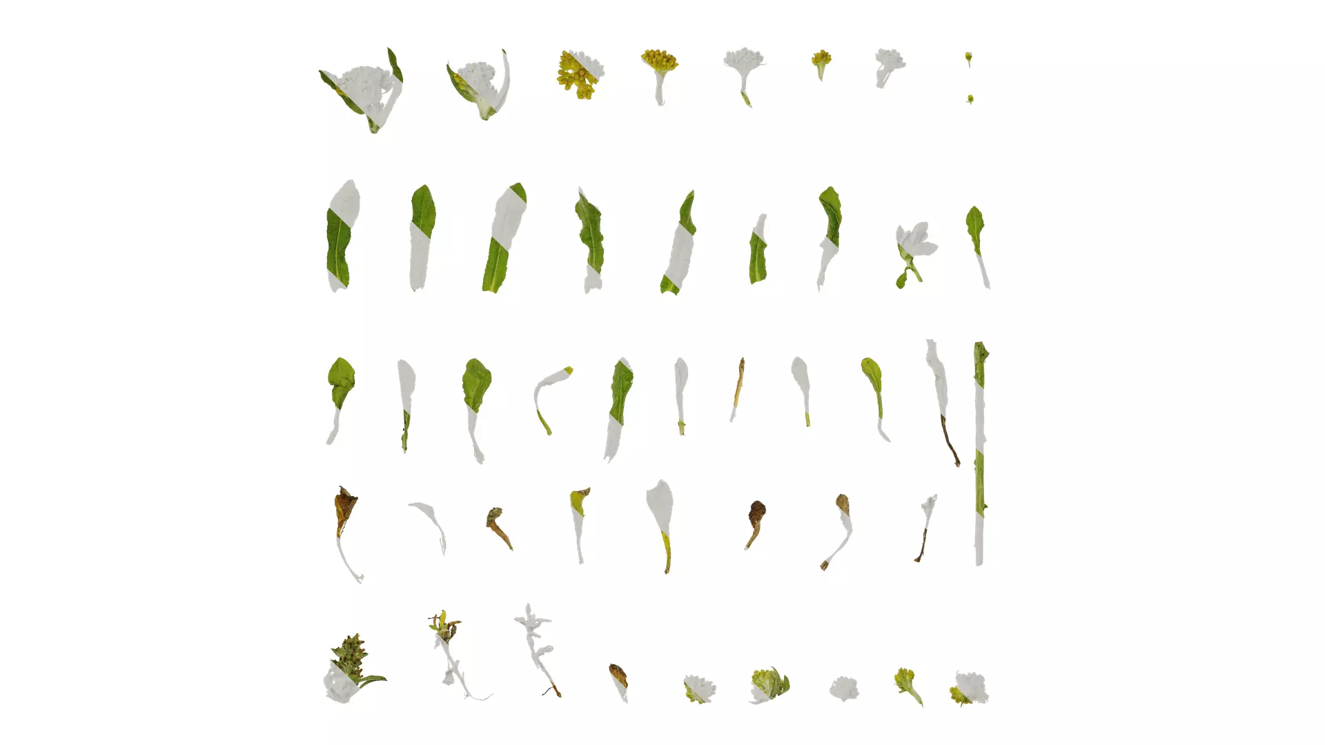 Anydrafts Gnaphalium affine Atlas 02 Texture_0