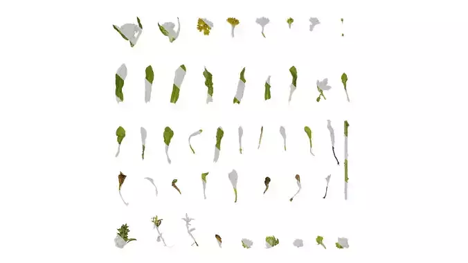 Anydrafts Gnaphalium affine Atlas 02