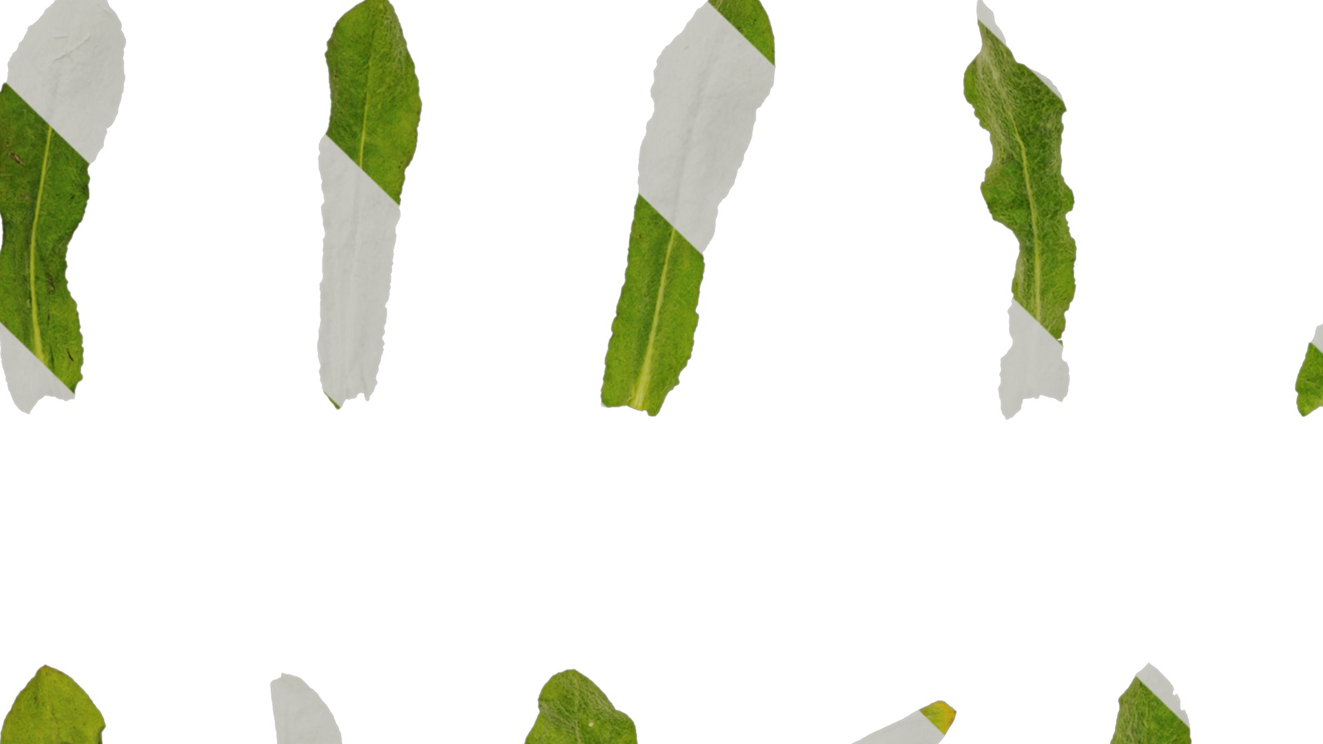 Anydrafts Gnaphalium affine Atlas 02 Texture_3