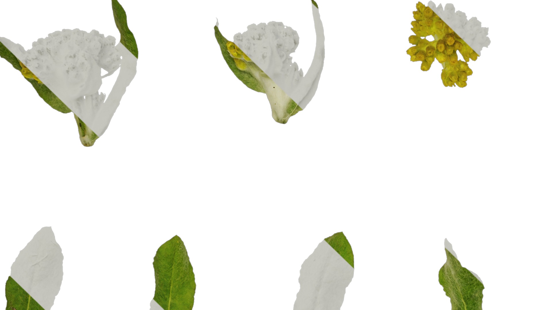 Anydrafts Gnaphalium affine Atlas 02 Texture_1