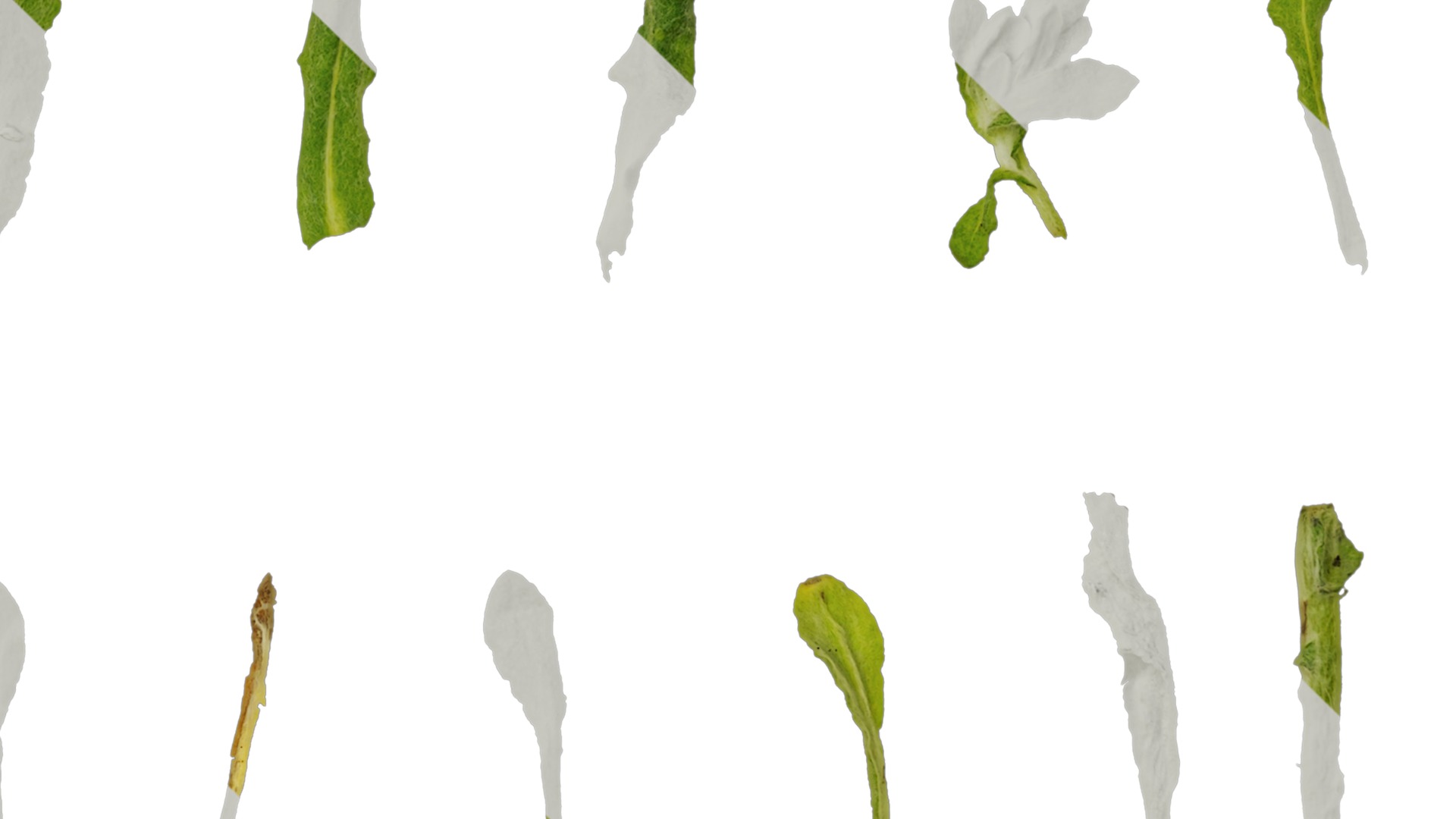 Anydrafts Gnaphalium affine Atlas 02 Texture_4