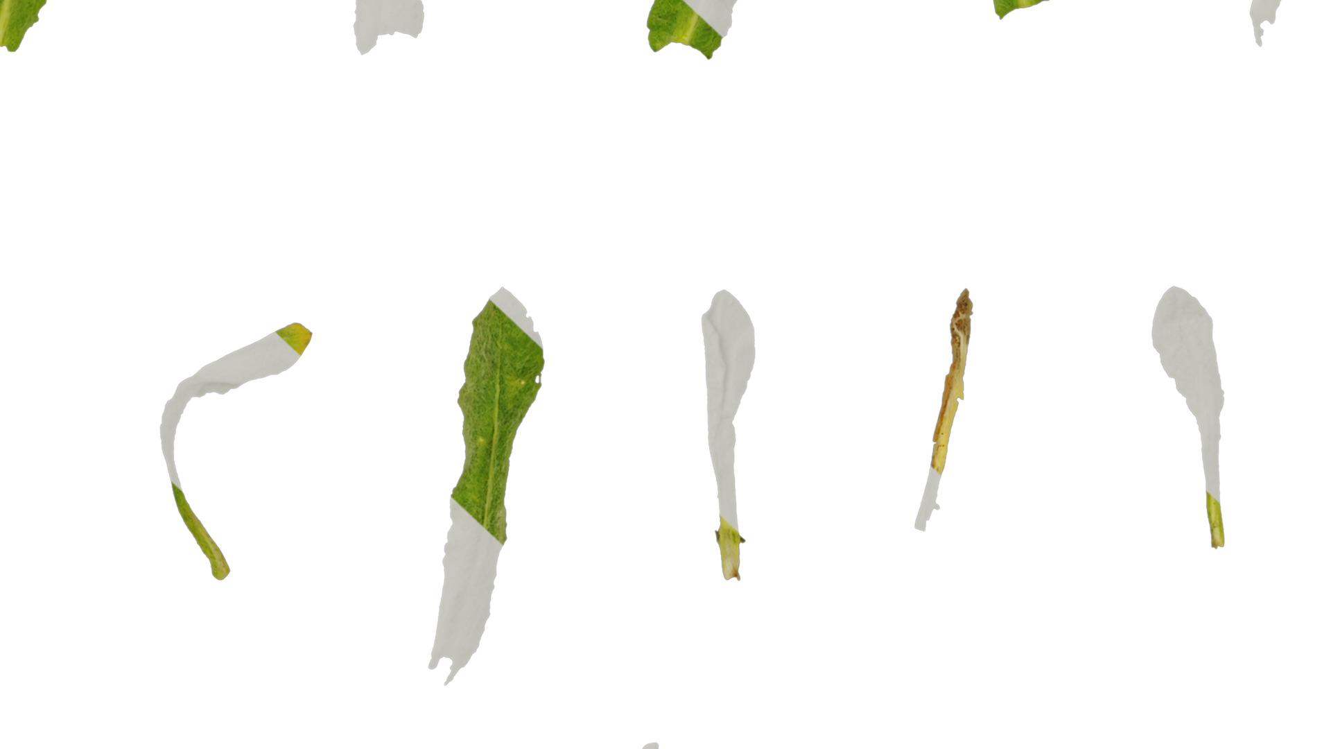 Anydrafts Gnaphalium affine Atlas 02 Texture_7