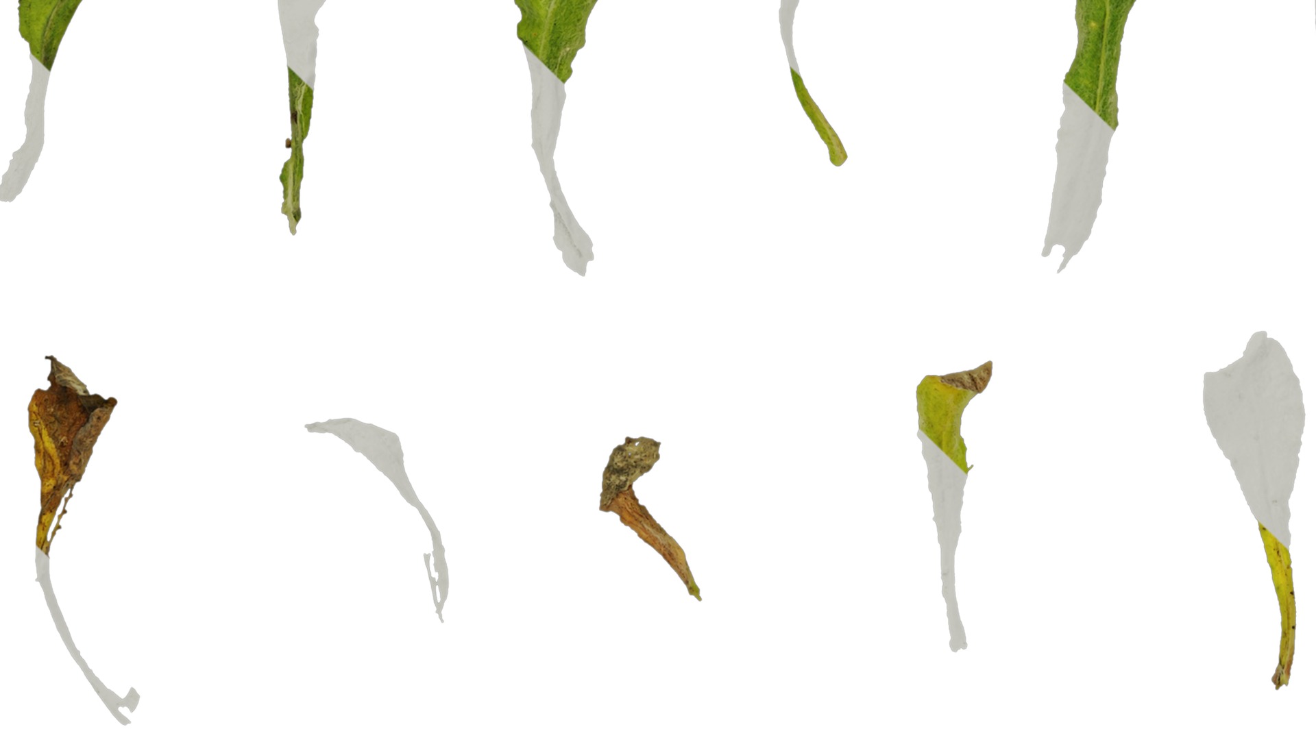 Anydrafts Gnaphalium affine Atlas 02 Texture_5