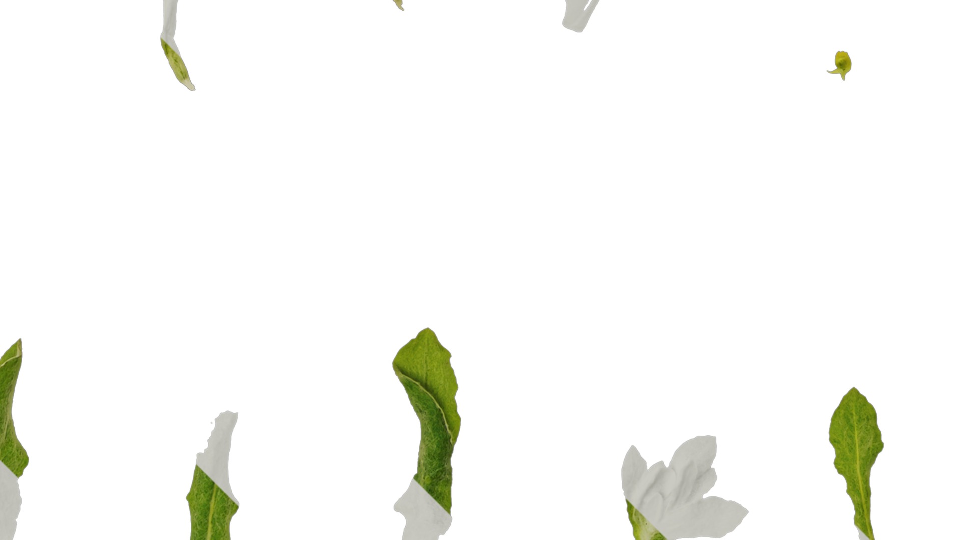 Anydrafts Gnaphalium affine Atlas 02 Texture_2