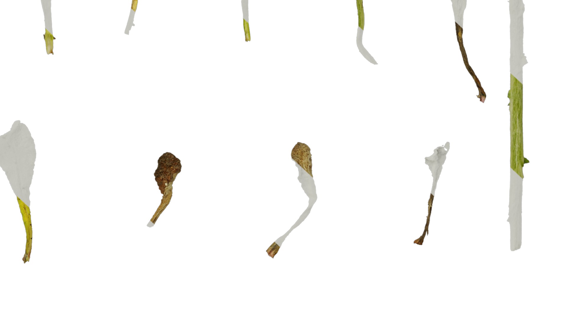 Anydrafts Gnaphalium affine Atlas 02 Texture_6