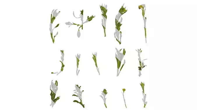 Anydrafts Gnaphalium affine Atlas 03