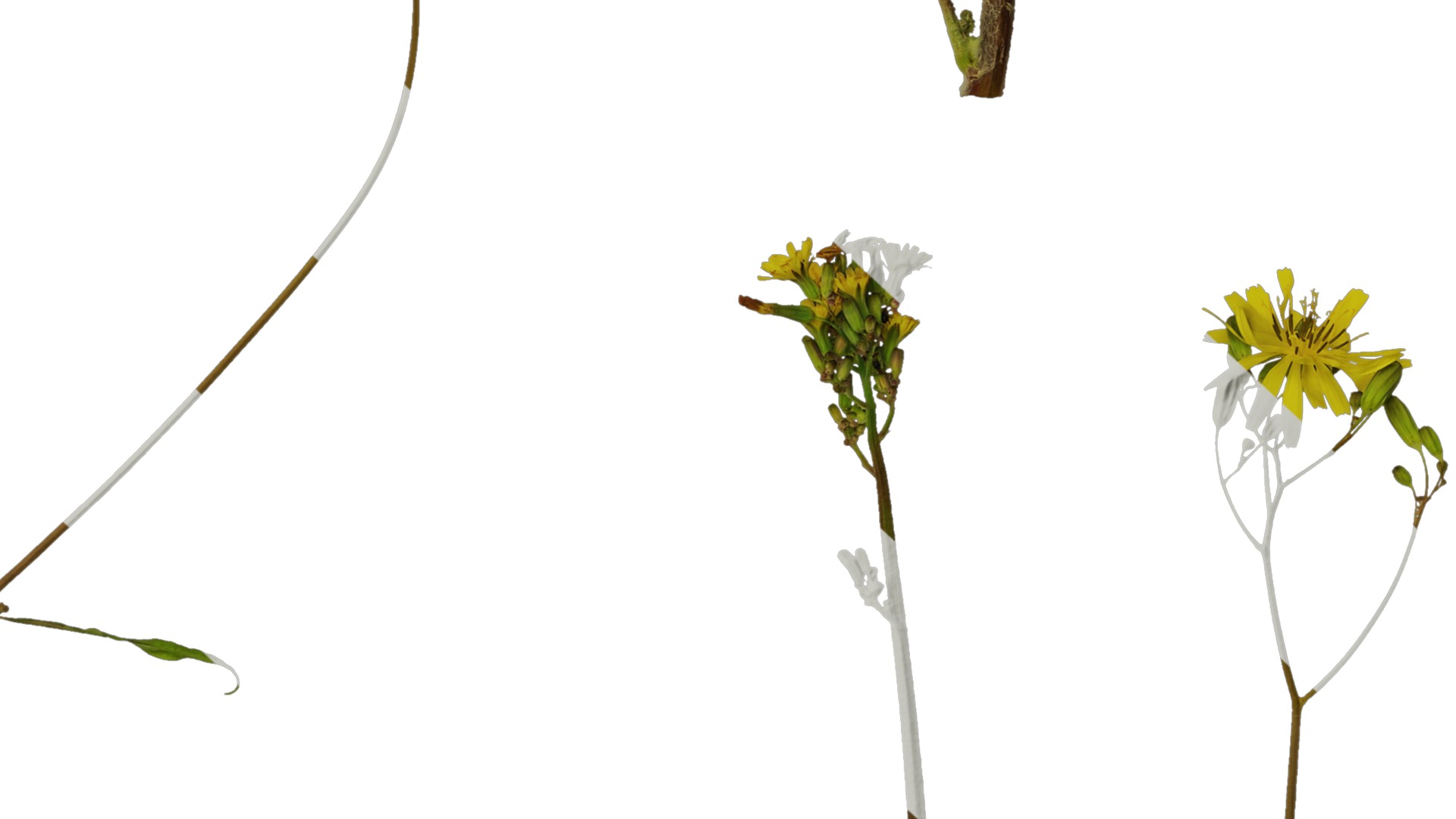 Anydrafts Ixeris polycephala Atlas 01 Texture_6