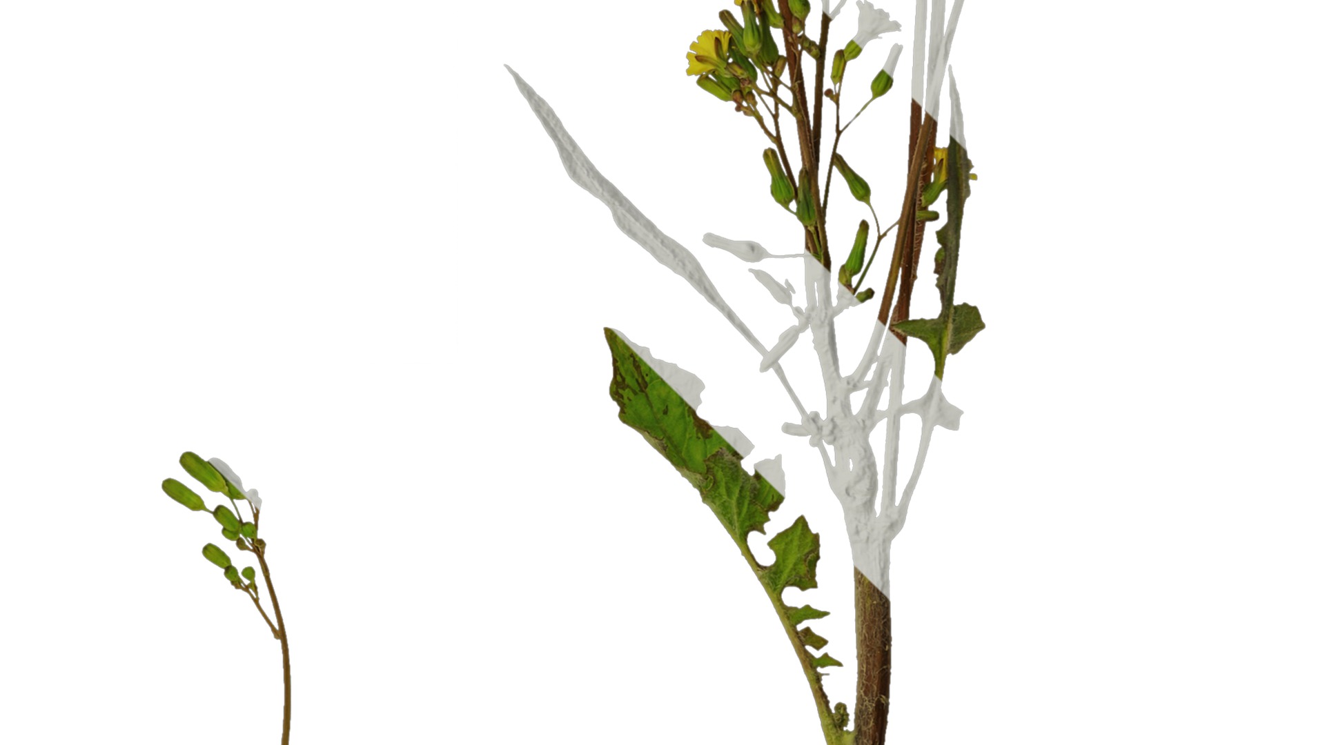 Anydrafts Ixeris polycephala Atlas 01 Texture_4