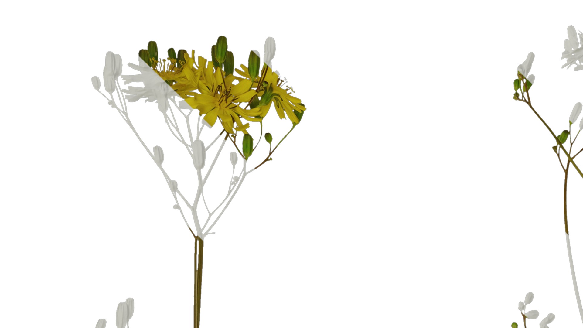 Anydrafts Ixeris polycephala Atlas 01 Texture_1