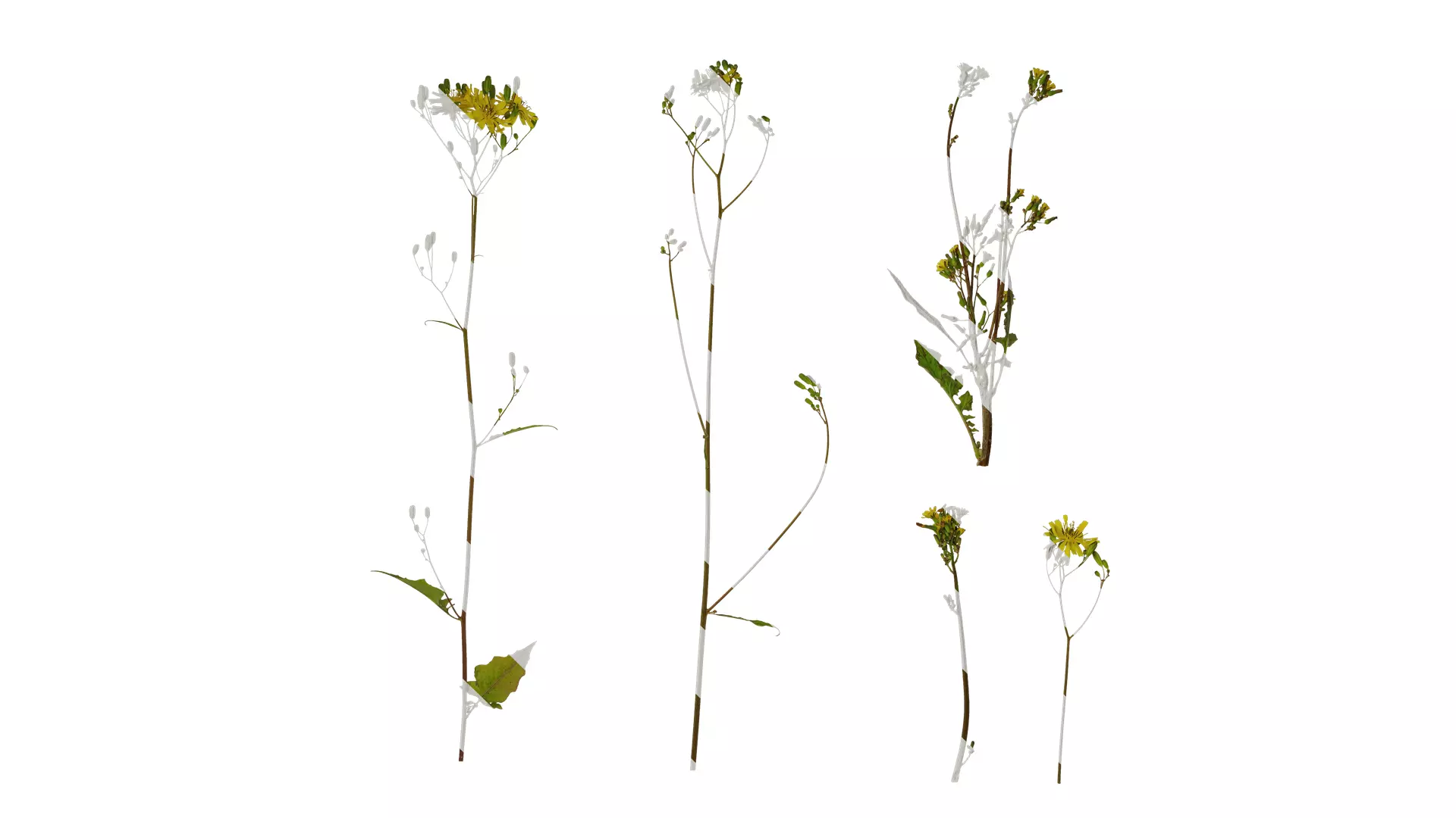 Anydrafts Ixeris polycephala Atlas 01 Texture_0