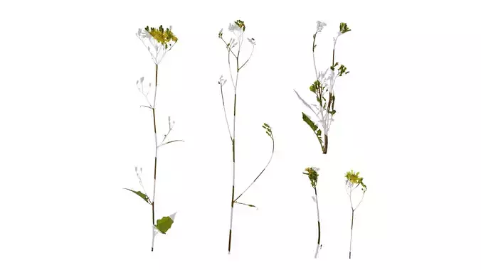 Anydrafts Ixeris polycephala Atlas 01