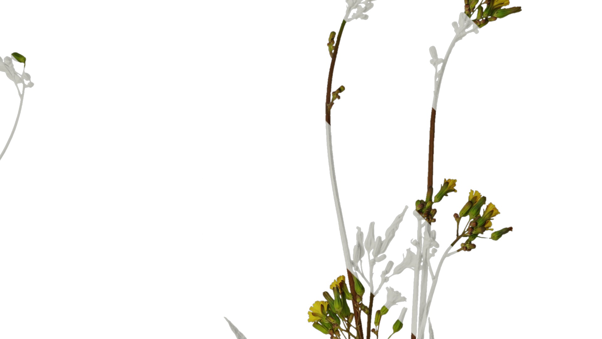 Anydrafts Ixeris polycephala Atlas 01 Texture_2