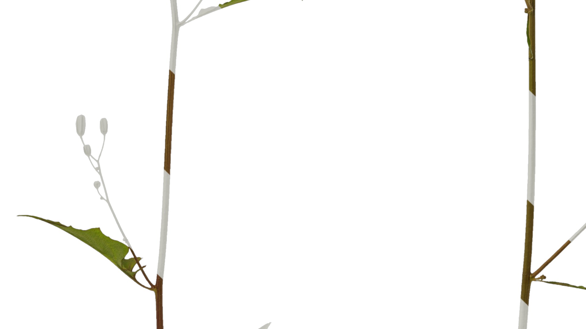 Anydrafts Ixeris polycephala Atlas 01 Texture_5