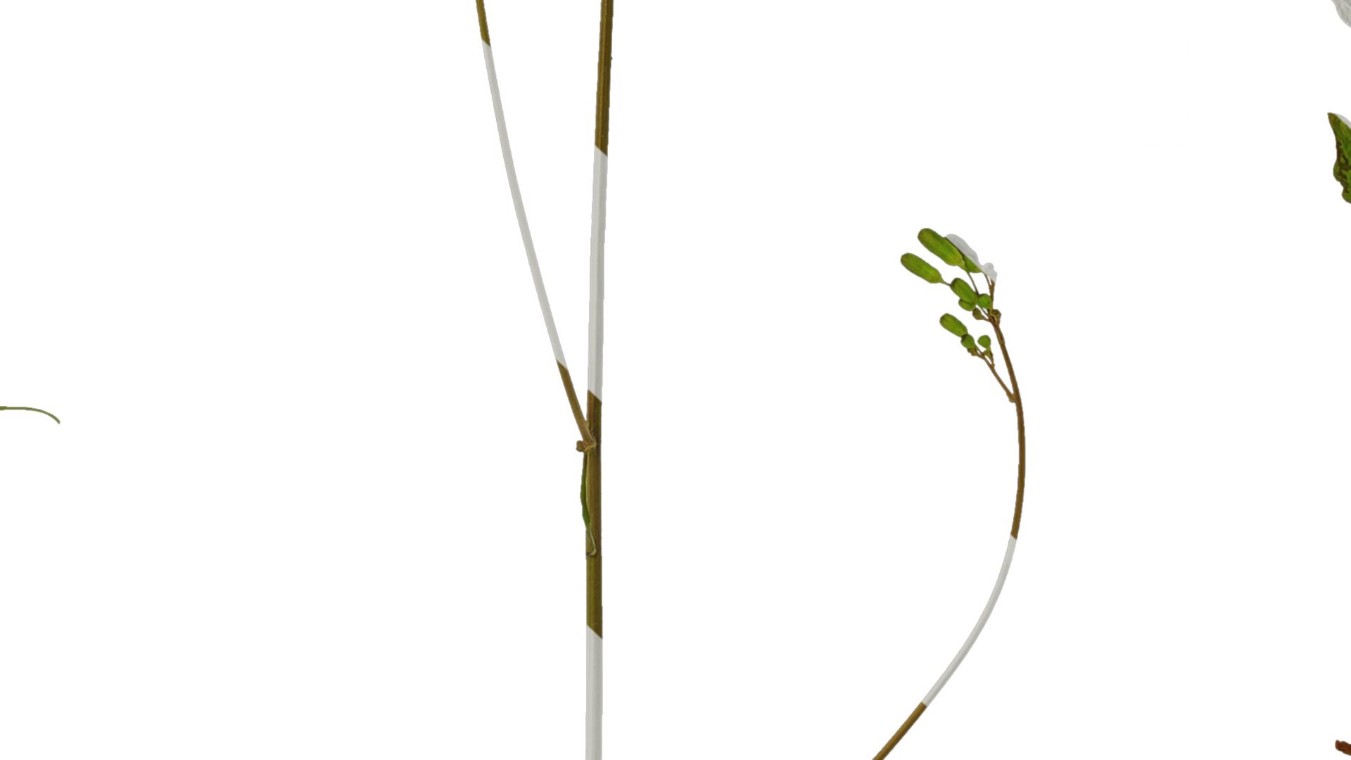 Anydrafts Ixeris polycephala Atlas 01 Texture_7