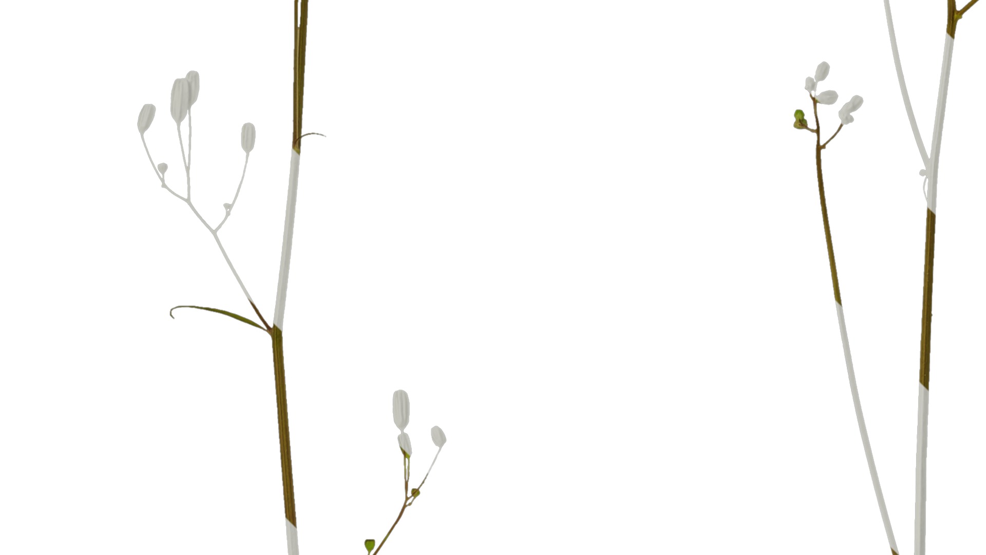 Anydrafts Ixeris polycephala Atlas 01 Texture_3