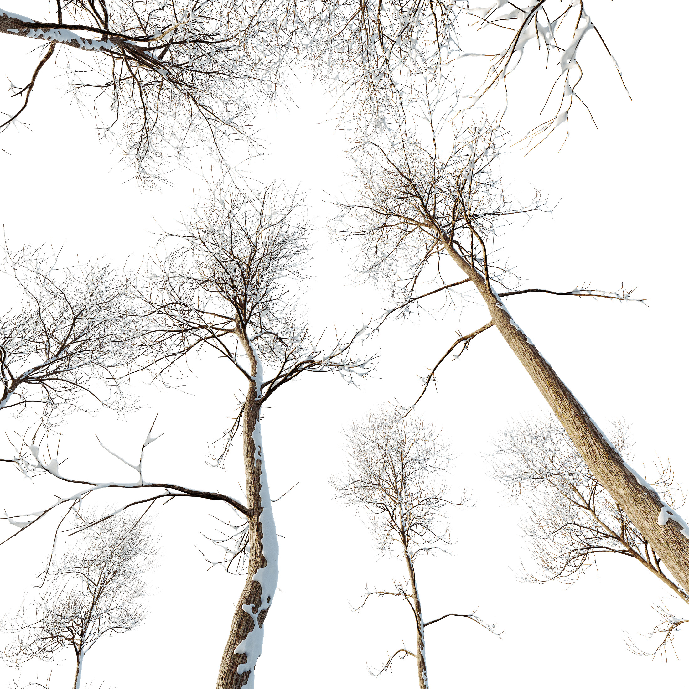 AV Plants Ash Tree Winter Snow Set02 3D model_2