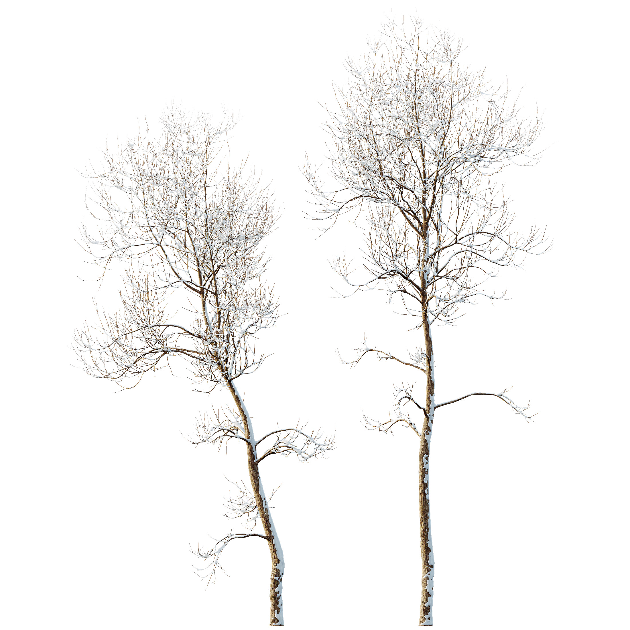 AV Plants Ash Tree Winter Snow Set02 3D model_3