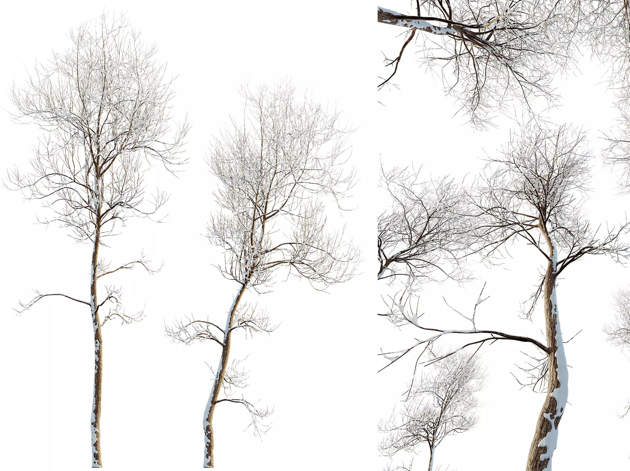 AV Plants Ash Tree Winter Snow Set02 3D model_0