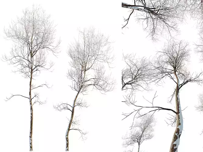 AV Plants Ash Tree Winter Snow Set02 3D model