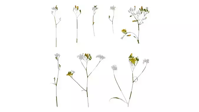 Anydrafts Ixeris polycephala Atlas 03