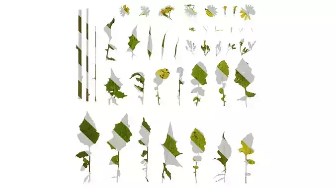 Anydrafts Ixeris polycephala Atlas 04