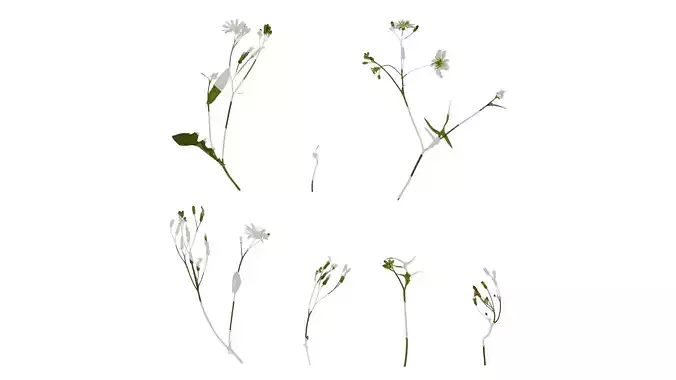 Anydrafts Ixeris polycephala Atlas 05