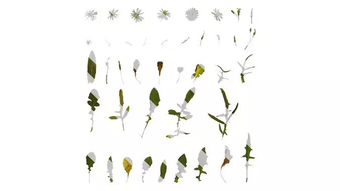 Anydrafts Ixeris polycephala Atlas 06