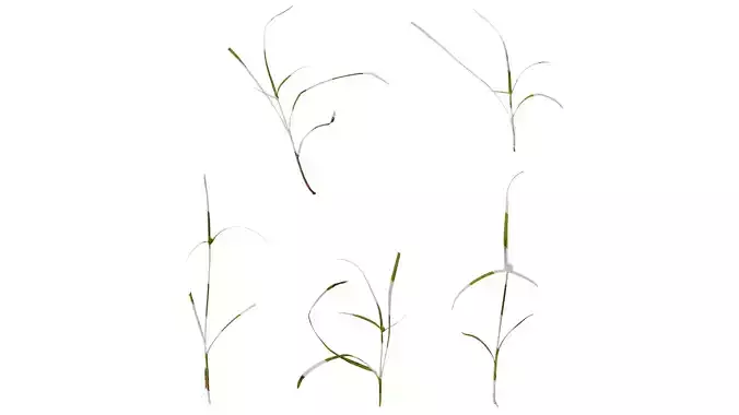 Anydrafts Kyllinga brevifolia Atlas 01