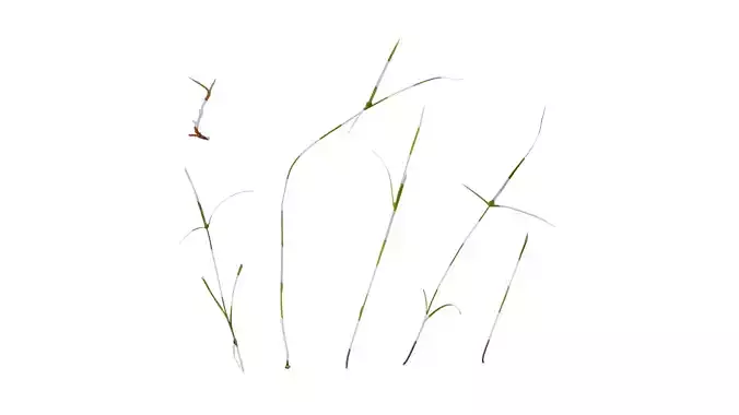 Anydrafts Kyllinga brevifolia Atlas 02