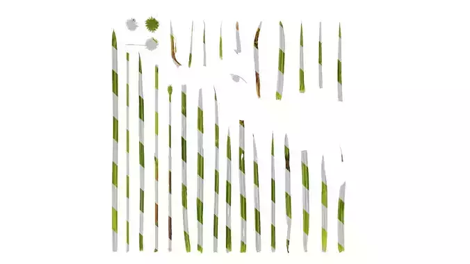 Anydrafts Kyllinga brevifolia Leaf 01