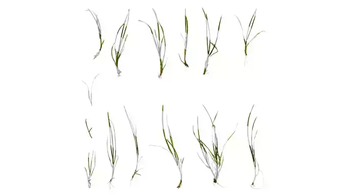 Anydrafts Lolium perenne Atlas 02 Texture