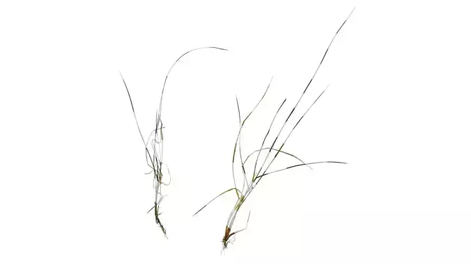 Anydrafts Lolium perenne Atlas 04