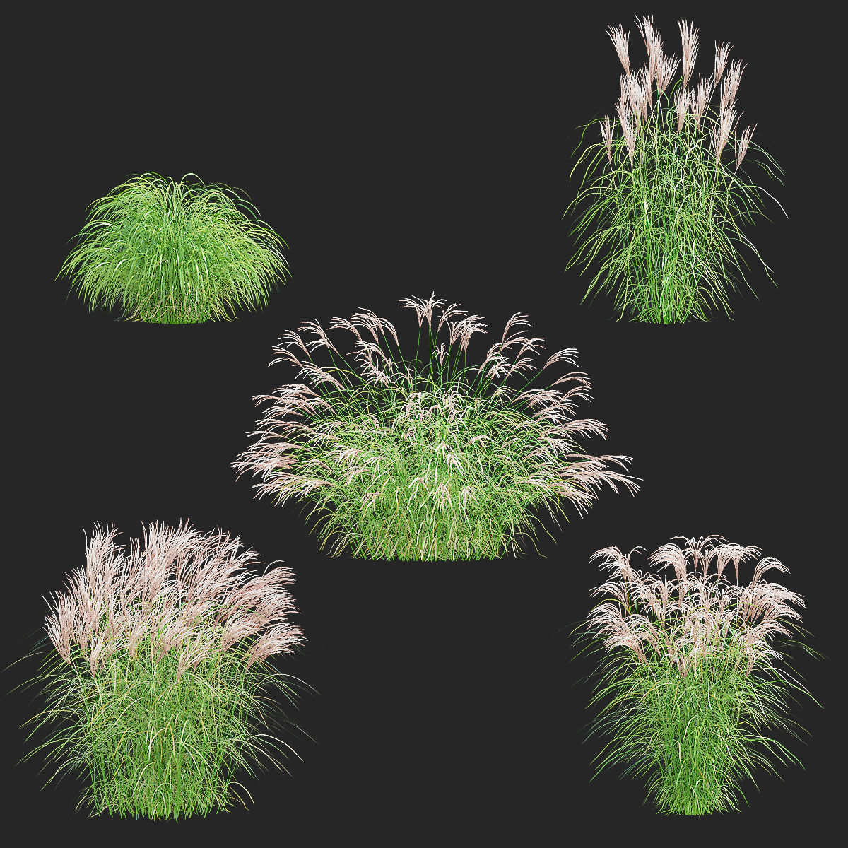 Miscanthus sinensis graziella 3D model_7