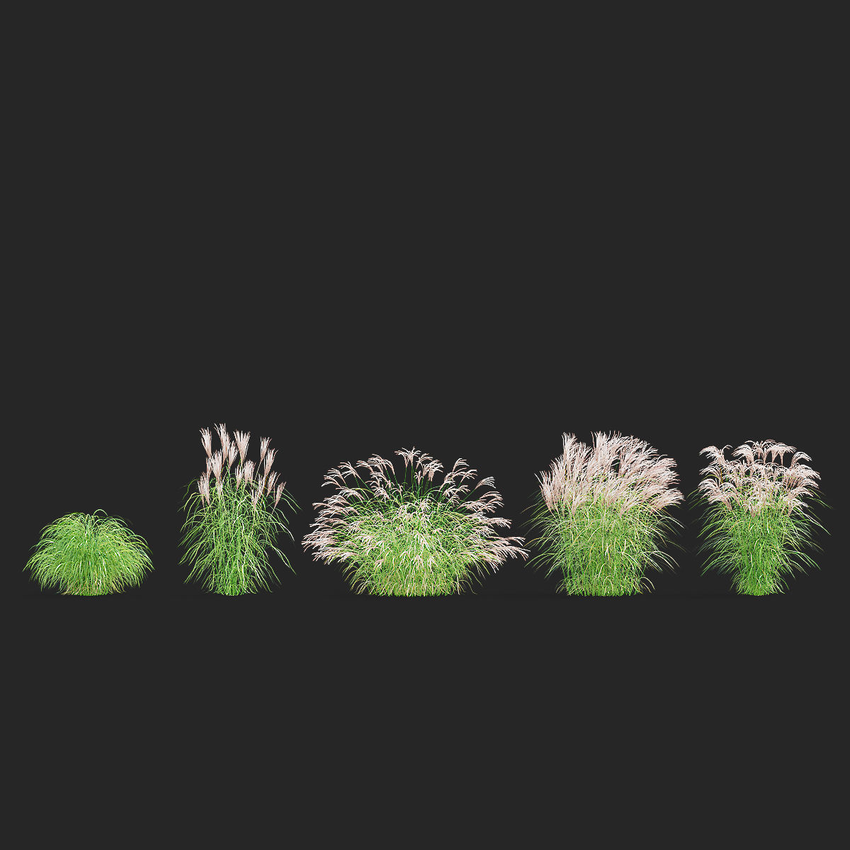 Miscanthus sinensis graziella 3D model_1