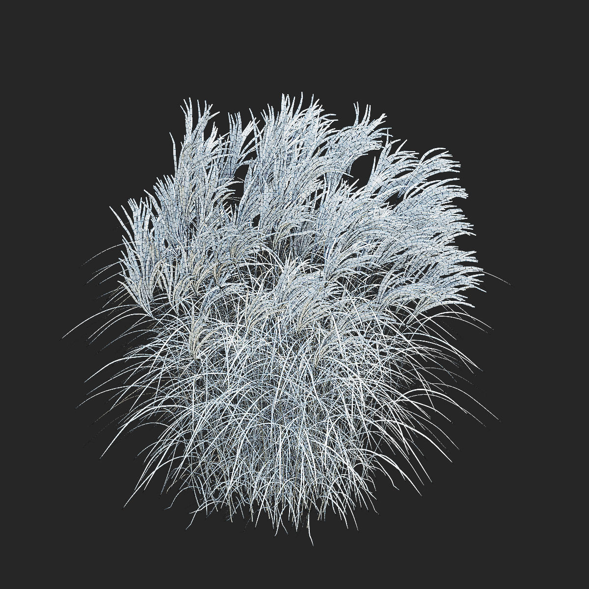 Miscanthus sinensis graziella 3D model_9