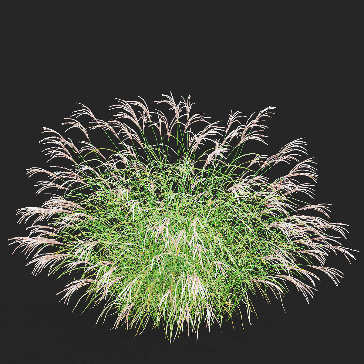 Miscanthus sinensis graziella 3D model_4