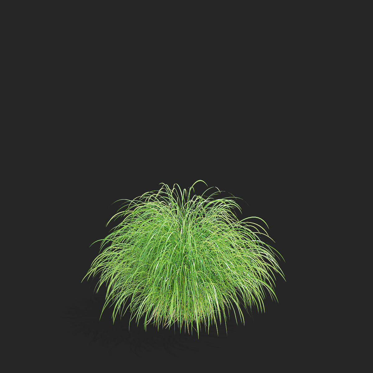 Miscanthus sinensis graziella 3D model_6