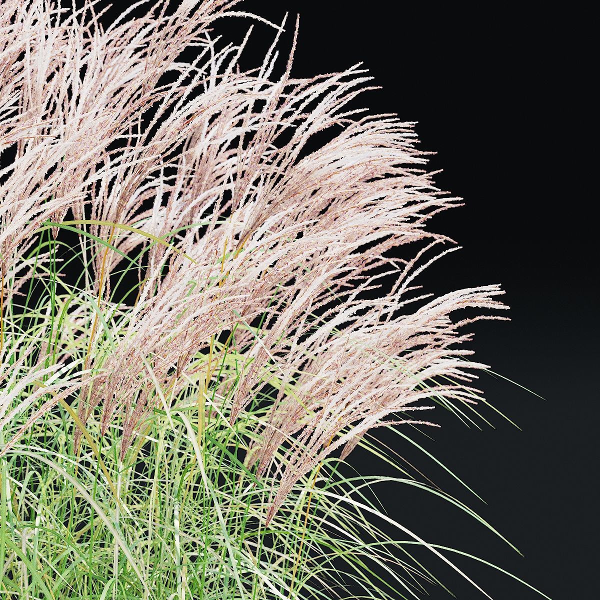 Miscanthus sinensis graziella 3D model_10