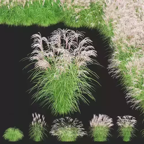  Miscanthus sinensis graziella 3D model