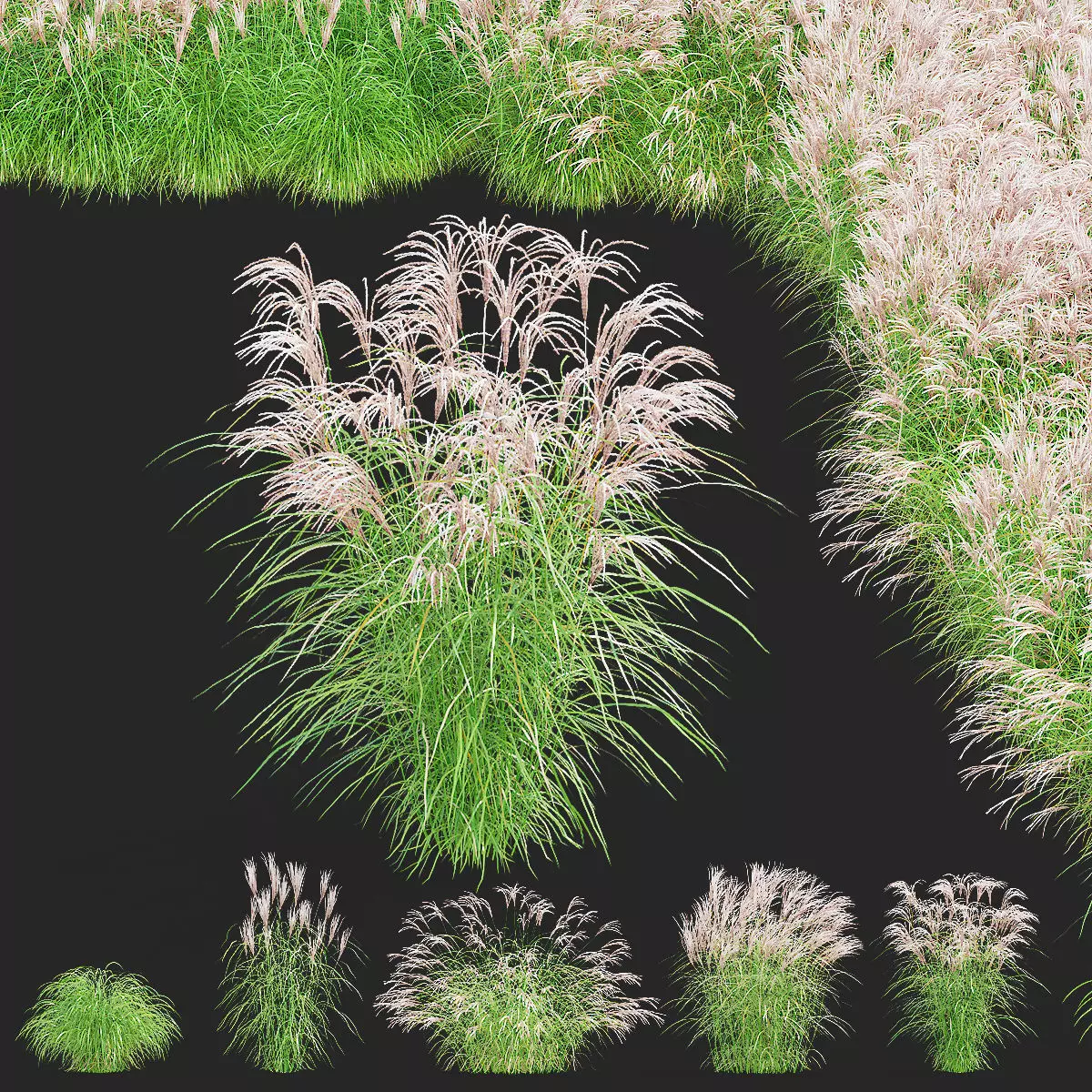 Miscanthus sinensis graziella 3D model_0