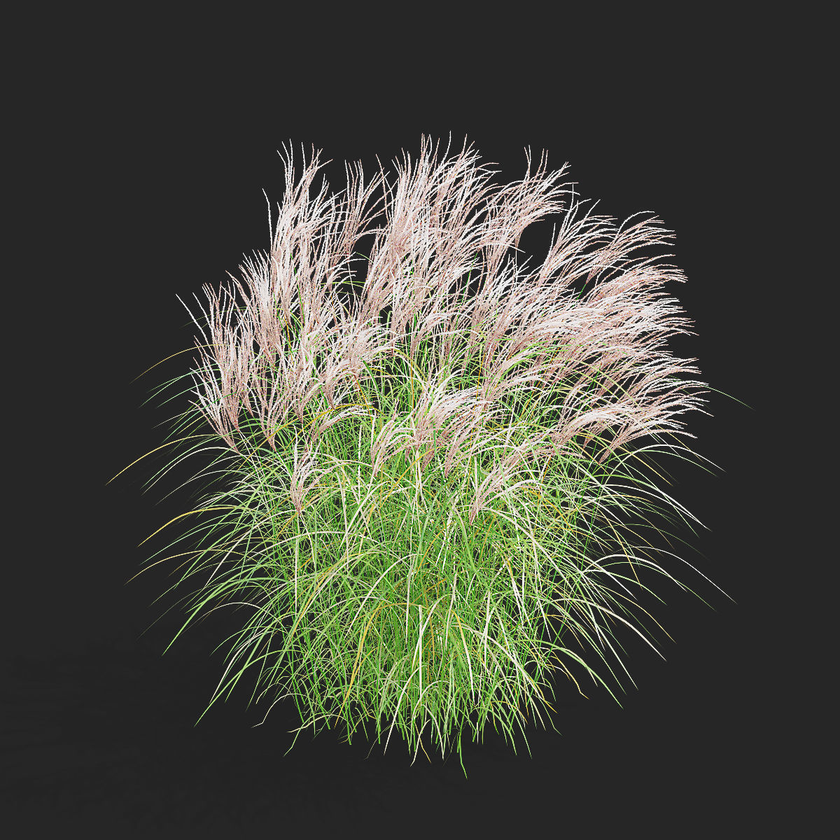 Miscanthus sinensis graziella 3D model_3