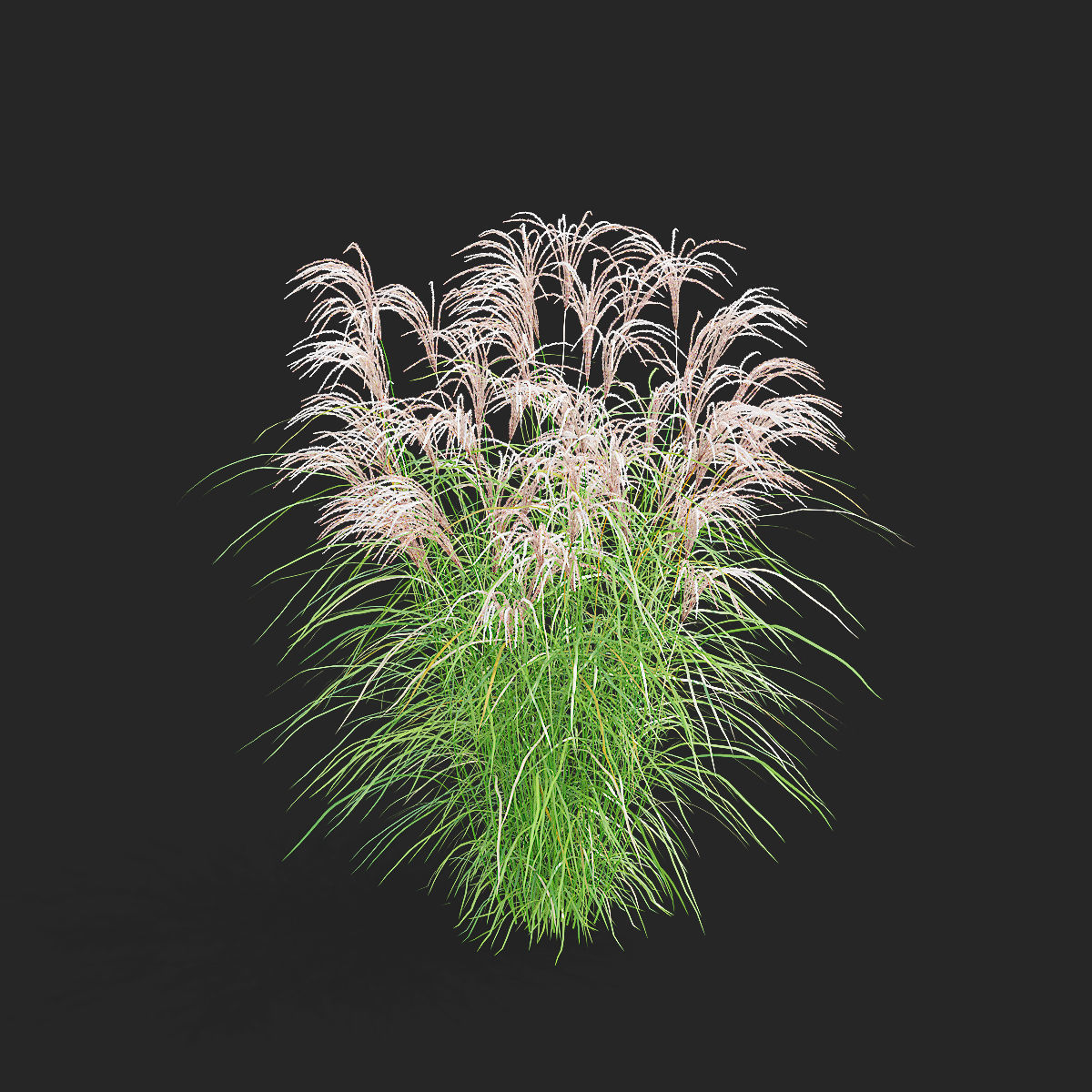 Miscanthus sinensis graziella 3D model_2