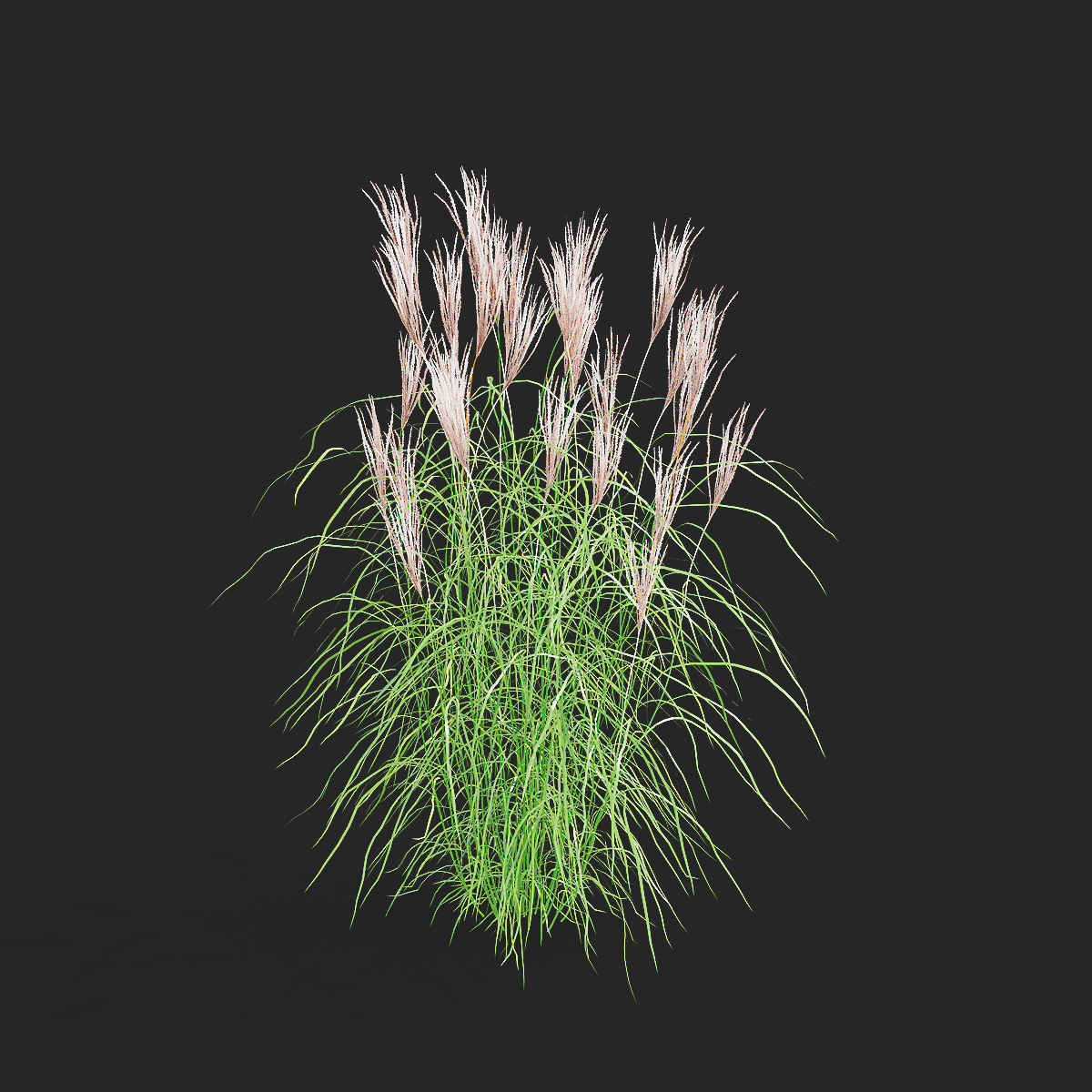 Miscanthus sinensis graziella 3D model_5