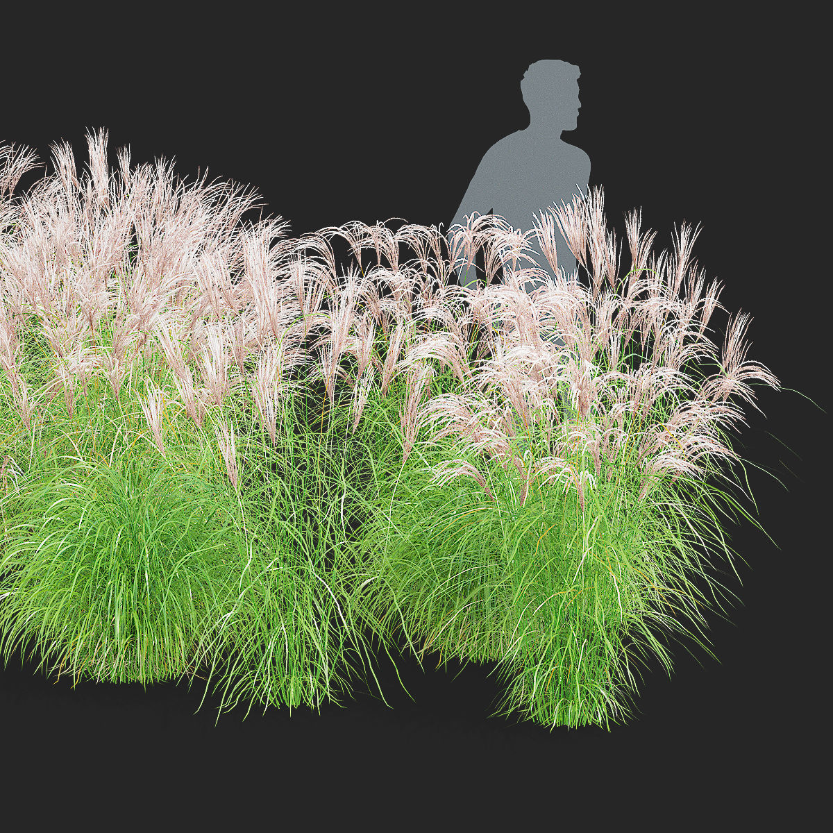 Miscanthus sinensis graziella 3D model_8