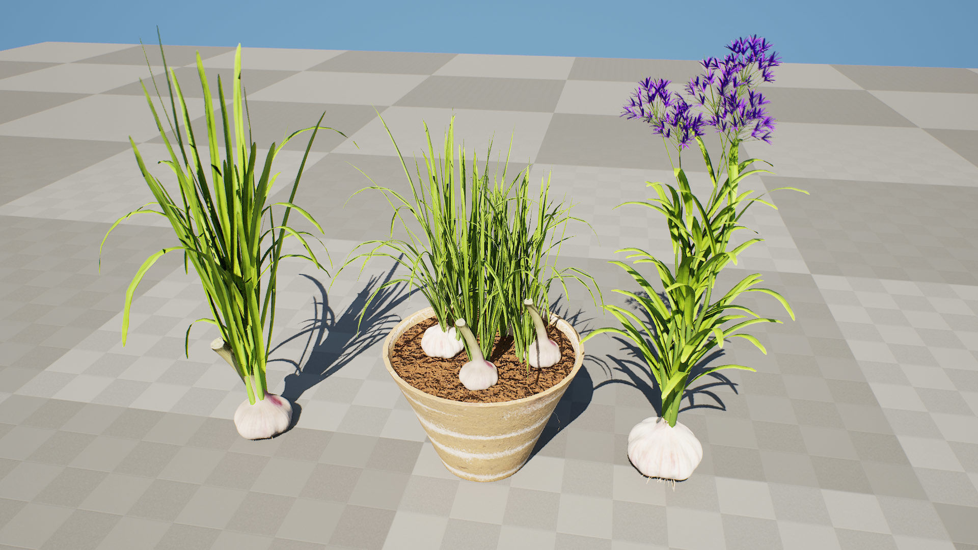 Garlic plant collection Low-poly 3D model_6