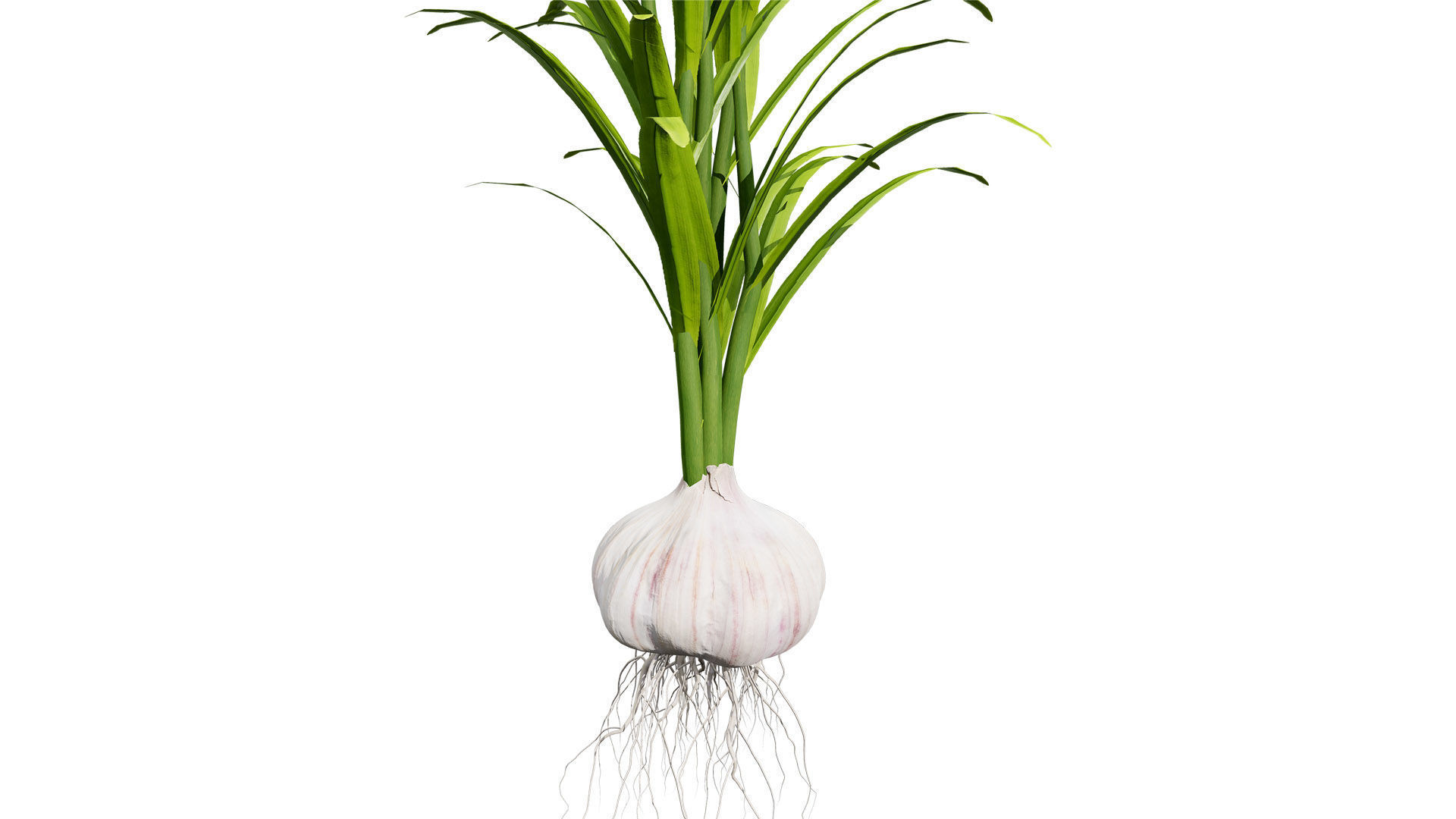 Garlic plant collection Low-poly 3D model_2