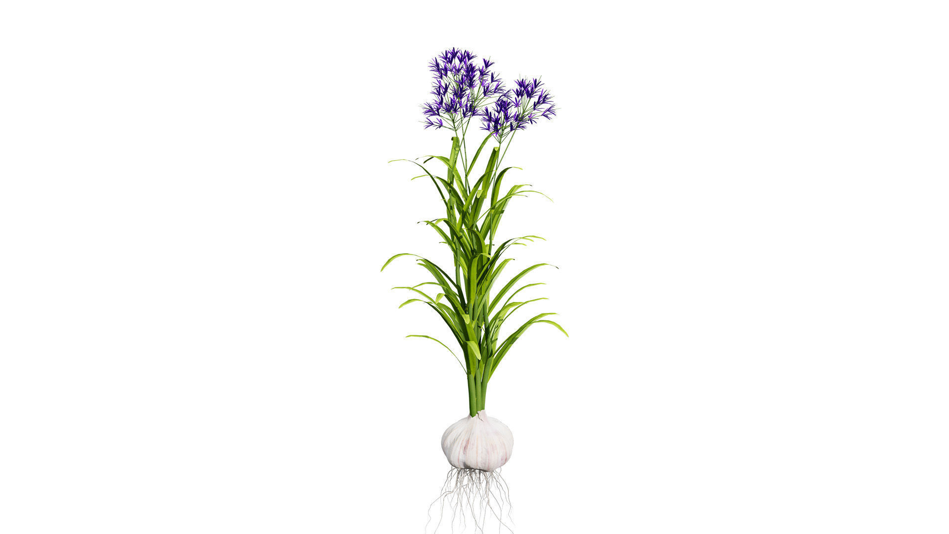Garlic plant collection Low-poly 3D model_4